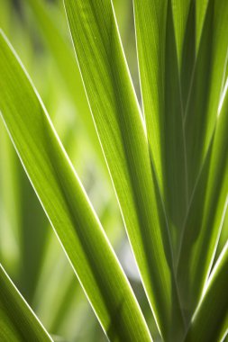 güzel yeşil çimen 