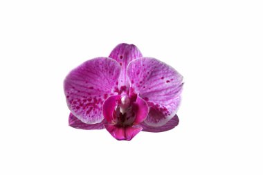 güzel orkide yakın çekim