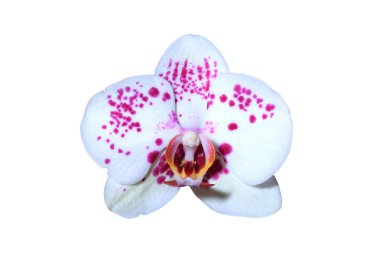 güzel orkide yakın çekim