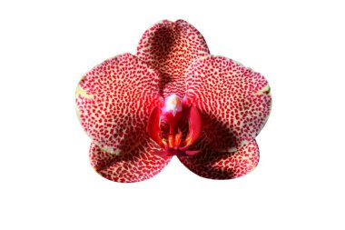 güzel orkide yakın çekim