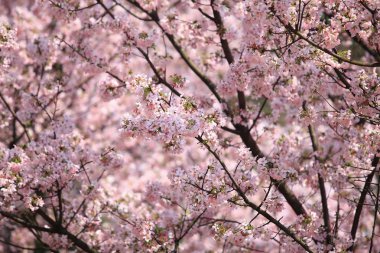 güzel kiraz çiçeği