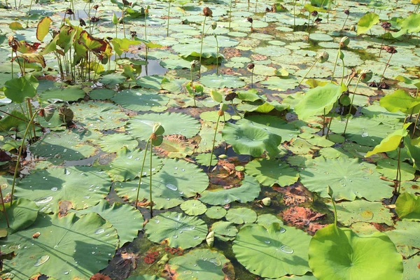 Yeşil nilüfer yaprakları