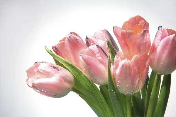 Naturliga bakgrund med blommor — Stockfoto