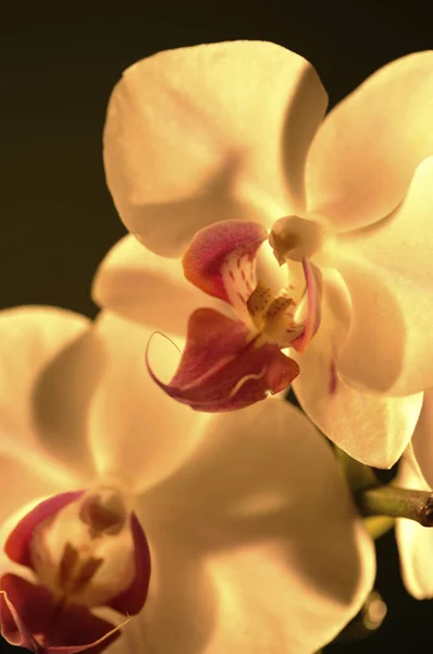 Naturalne tło z kwiatami — Zdjęcie stockowe