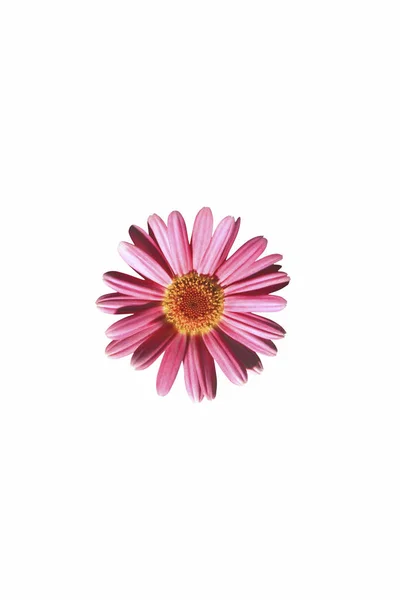 美しい bloming の花 — ストック写真