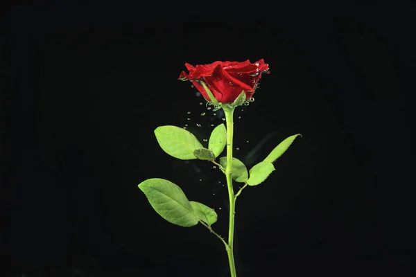 Bela flor flamejante — Fotografia de Stock
