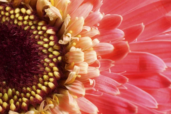 Красиві bloming квітка — стокове фото