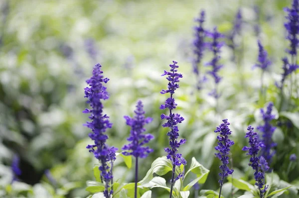 çiçeklerle doğal arka plan