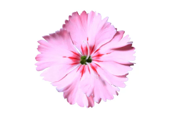 Dianthus kwiat — Zdjęcie stockowe