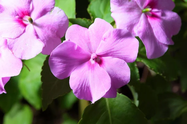 Fondo natural con flores — Foto de Stock