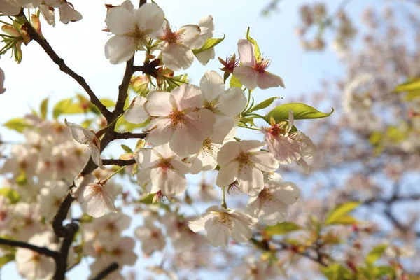 Fond naturel avec des fleurs — Photo