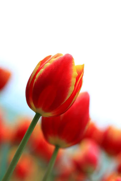 Naturliga bakgrund med blommor — Stockfoto