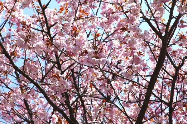 Fundo natural com flores — Fotografia de Stock