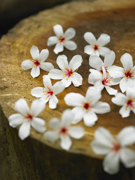 Natürlicher Hintergrund mit Blumen — Stockfoto