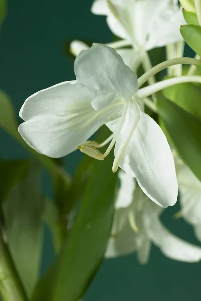 Fond naturel avec des fleurs — Photo