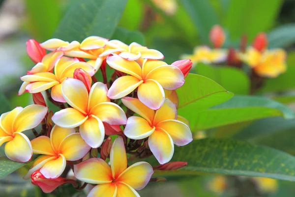 Naturliga bakgrund med blommor — Stockfoto