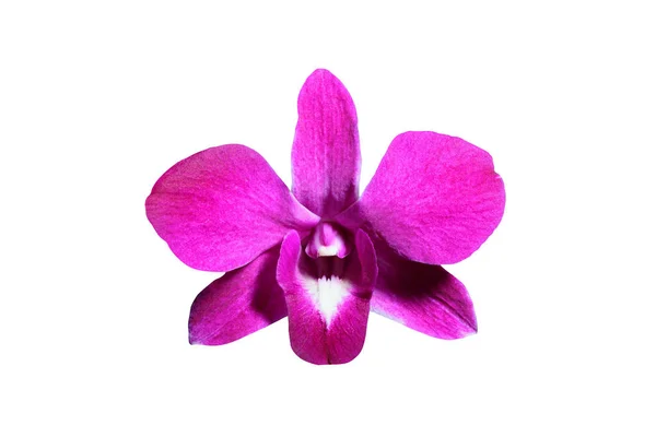Bella orchidea da vicino — Foto Stock