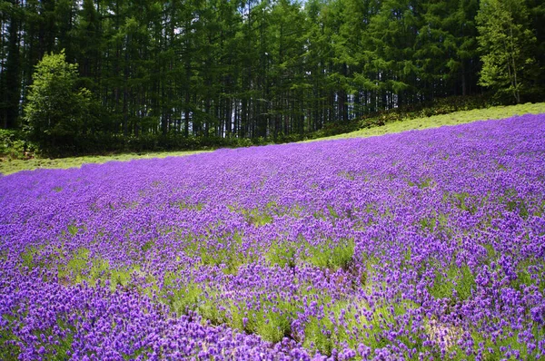 Fundo natural com flores — Fotografia de Stock