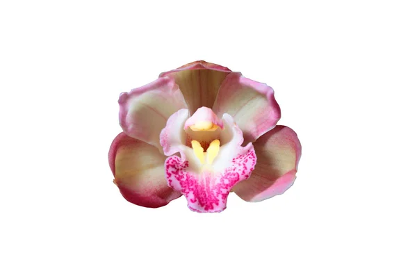 Hermosa orquídea de cerca —  Fotos de Stock