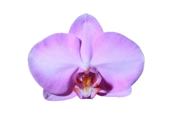 Красива орхідея крупним планом — стокове фото