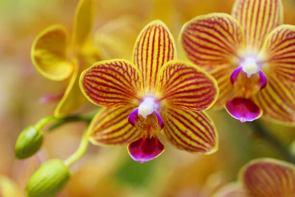 Vackra orkidé blommor — Stockfoto