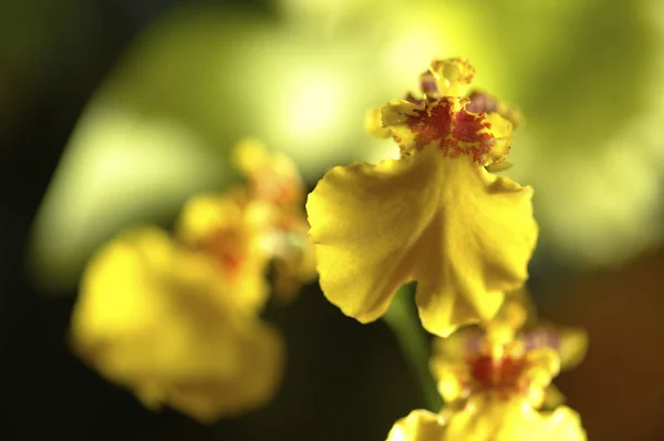 Bellissimi fiori di orchidea — Foto Stock