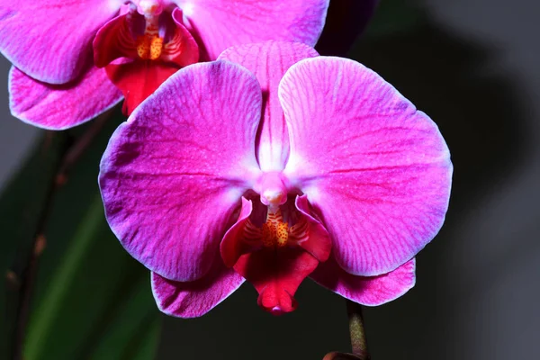 Piękne kwiaty orchidei — Zdjęcie stockowe