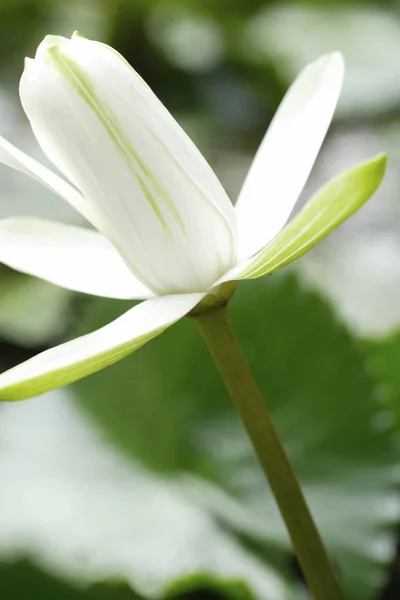 Schöne Lotusblume — Stockfoto