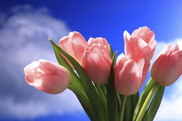 Närbild av vilda tulpaner blommor — Stockfoto