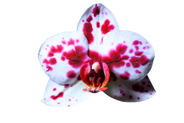 Belle orchidée gros plan — Photo