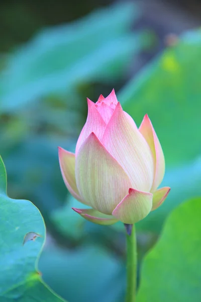 Bela flor de lótus — Fotografia de Stock