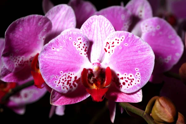 güzel orkide çiçekler