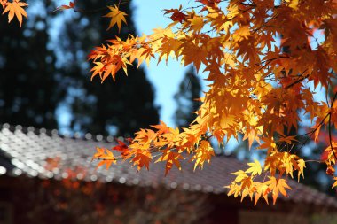 Dalları akçaağaç yaprakları ile