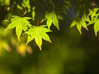 Sonbahar akçaağaç yaprakları