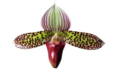 güzel orkide yakın çekim