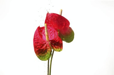 Güzel anthurium çiçekleri