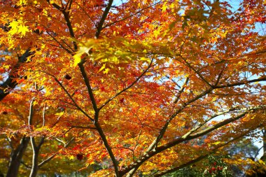 Sonbaharda akçaağaç