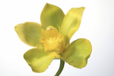 güzel orkide yakın çekim