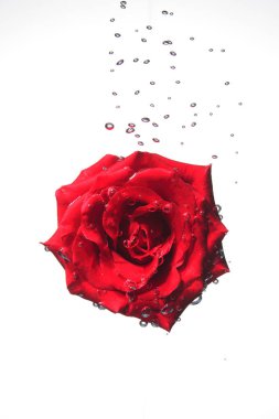 Güzel gül çiçeği 