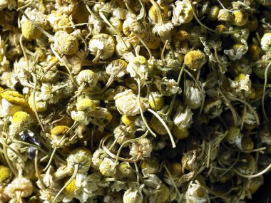 güzel kasımpatı çiçekleri