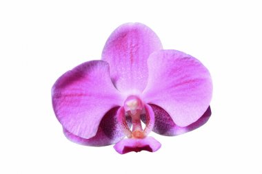 Çok güzel bir orkide çiçeği.