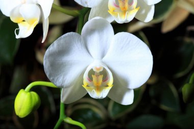 orkide çiçekleri yakın çekim