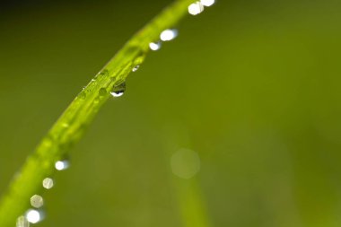 güzel yeşil çimen 