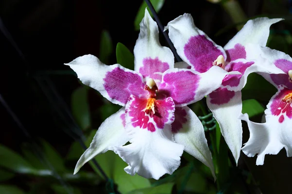 Bellissimi fiori di orchidea — Foto Stock