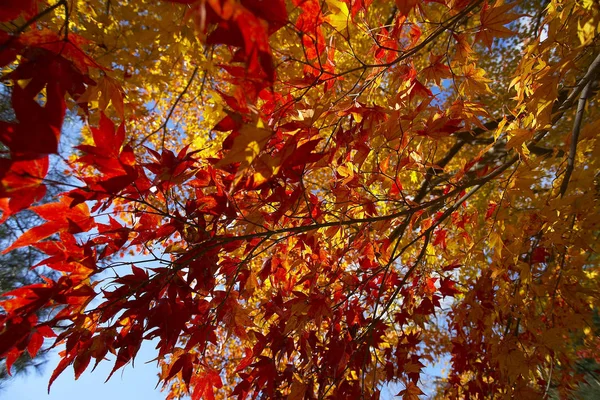 Árboles de arce de otoño — Foto de Stock