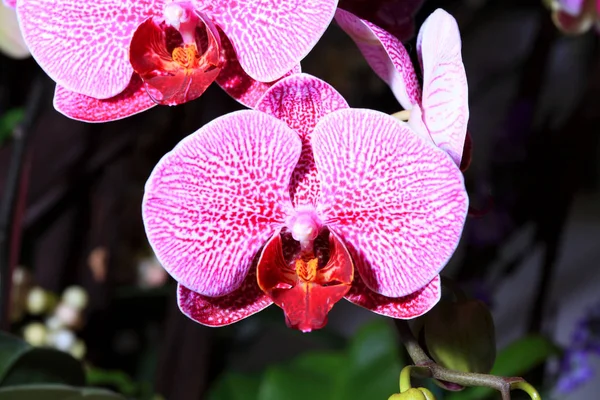 Vackra orkidé blommor — Stockfoto