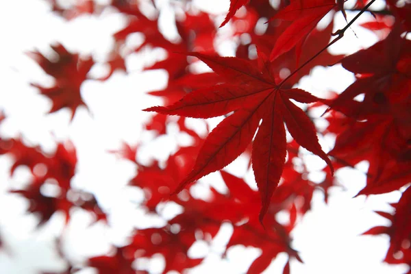 Herfst maple bomen — Stockfoto