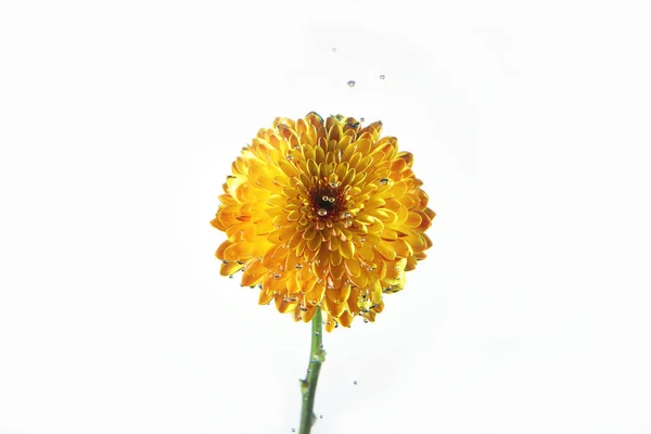 Cabeça de flor crisântemo — Fotografia de Stock