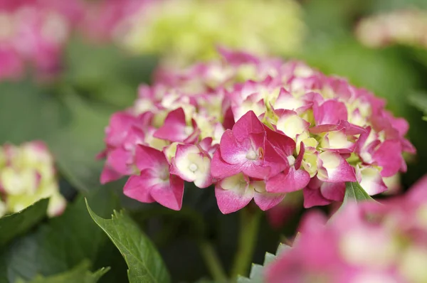 Fundo natural com flores — Fotografia de Stock