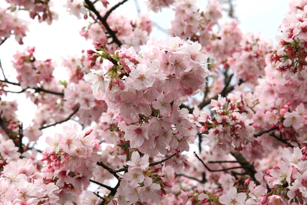 Bela flor de cerejeira — Fotografia de Stock
